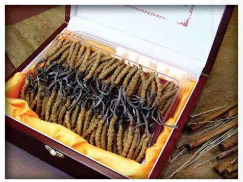 凤冈冬虫夏草回收